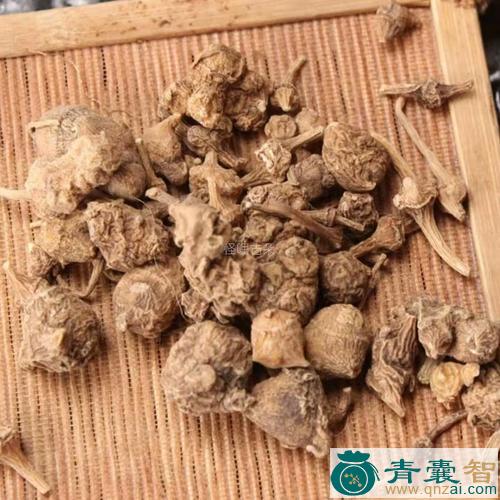 中药材疙瘩七图片
