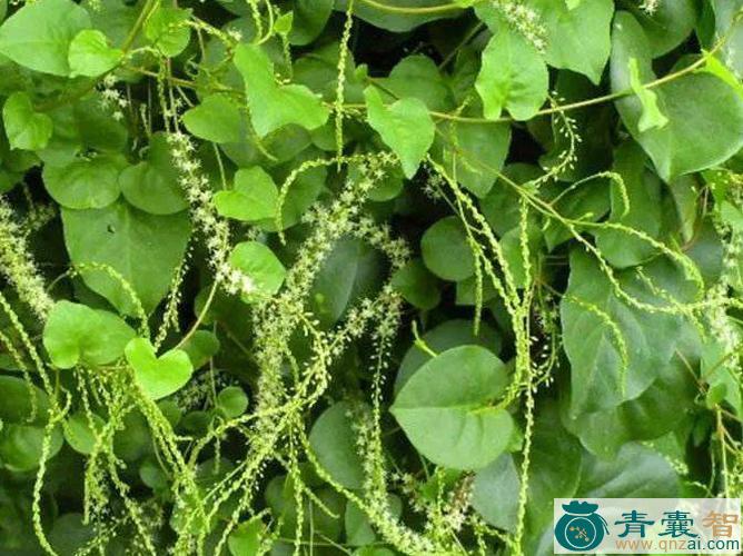 中药材疙瘩草图片