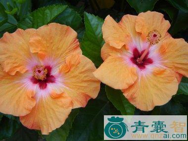 中药材疟子花图片