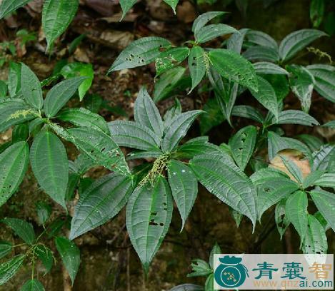 中药材疣果冷水花图片