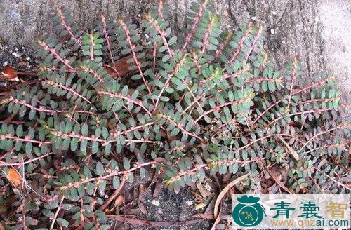 中药材疮草图片