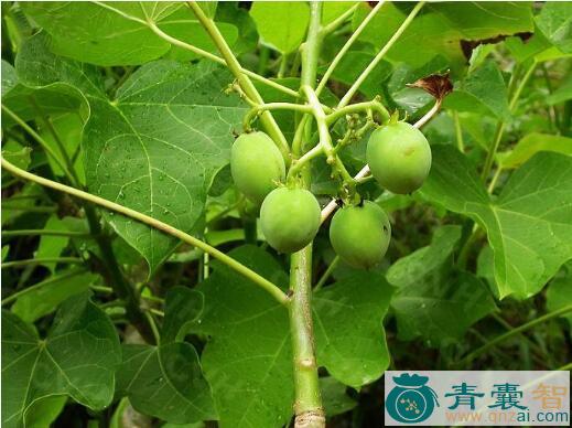 中药材疯气树图片