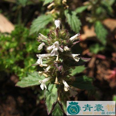 中药材痢止蒿图片
