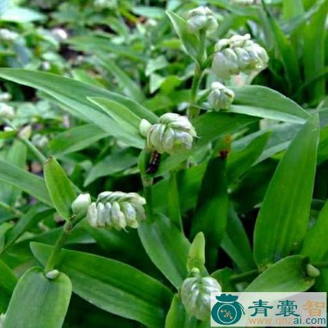中药材痰火草图片