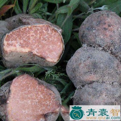 中药材瘤孢地菇图片