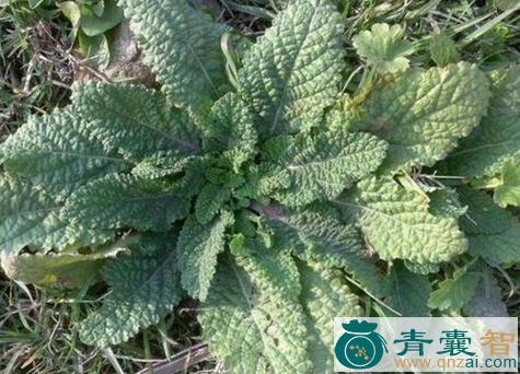 中药材瘩背草图片