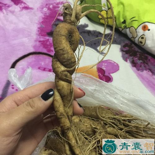 中药材癞头参图片