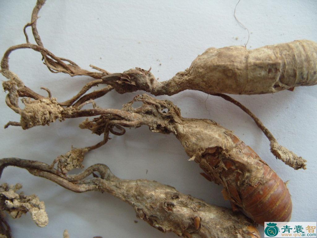 癞头花的性状性味归经以及功效用法和注意事项-青囊智