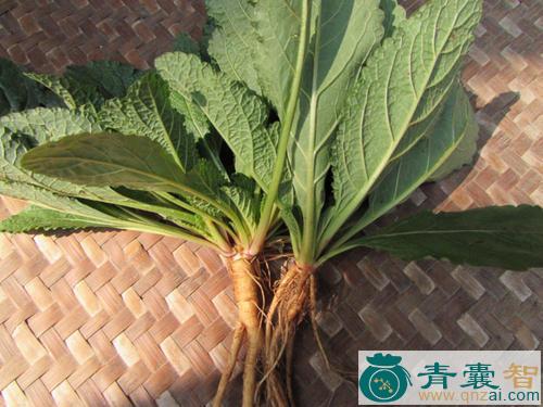 中药材癞痢头草图片