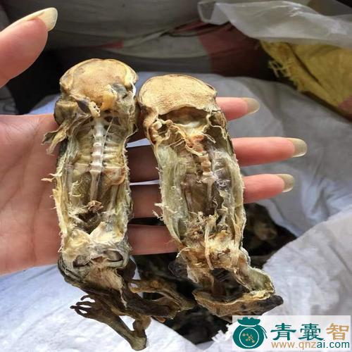 中药材癞蛤蟆跌打图片