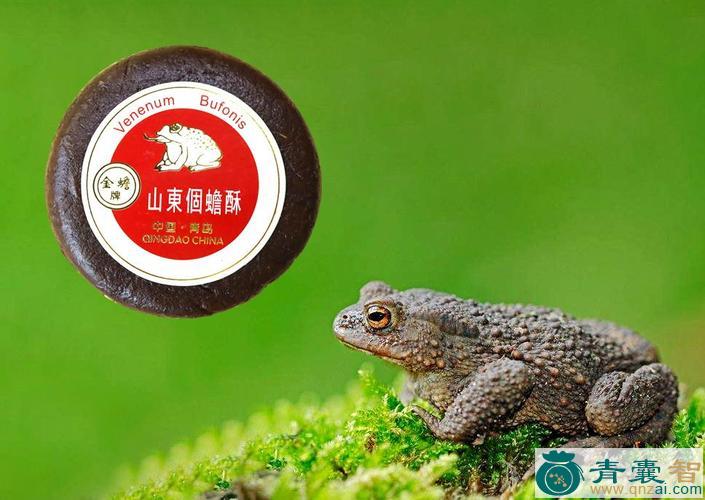 中药材癞蛤蟆酥图片