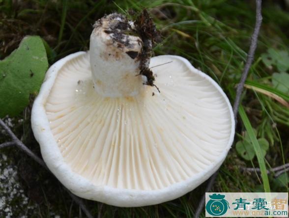 白乳菇的性状性味归经以及功效用法和注意事项-青囊智