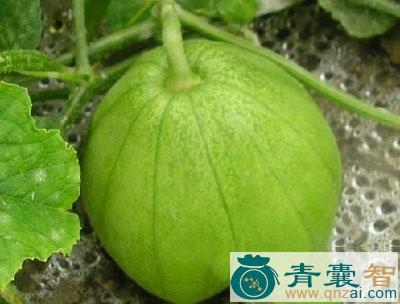 白云瓜梗的以及功效用法-青囊智