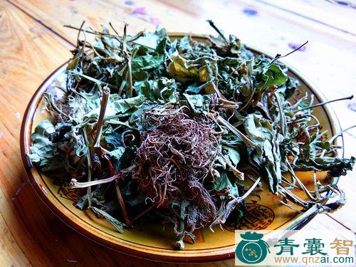中药材白侧耳根铜钱花图片