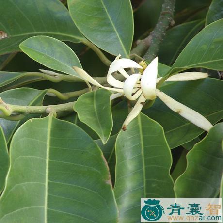 中药材白兰花叶图片