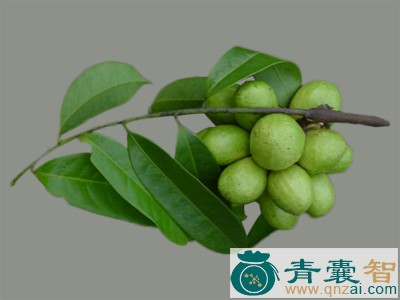 白叶瓜馥木-青囊智