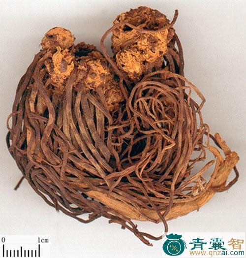 中药材白地紫菀图片