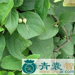 中药材白客马叶图片
