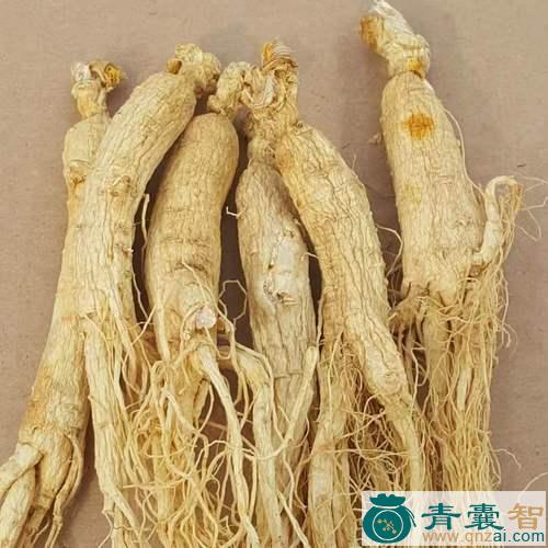 中药材白尼参图片