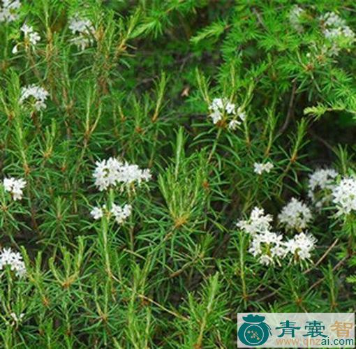 白山苔的性味归经以及功效用法-青囊智
