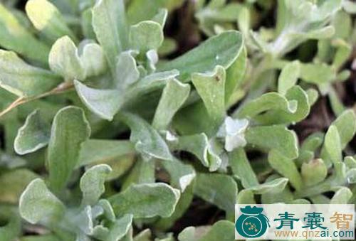 白带草的性味归经以及功效用法和注意事项-青囊智