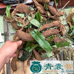 中药材白总管图片