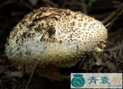 中药材白托柄菇图片