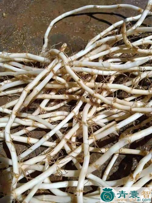 中药材白折耳根图片