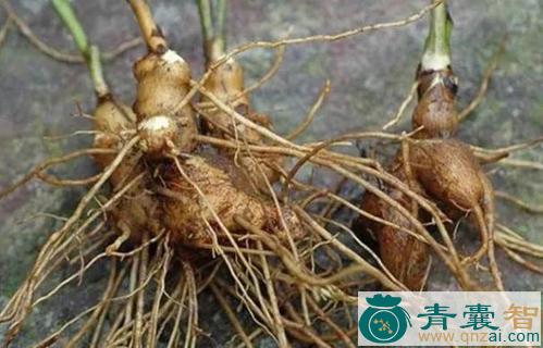 中药材白朴树图片