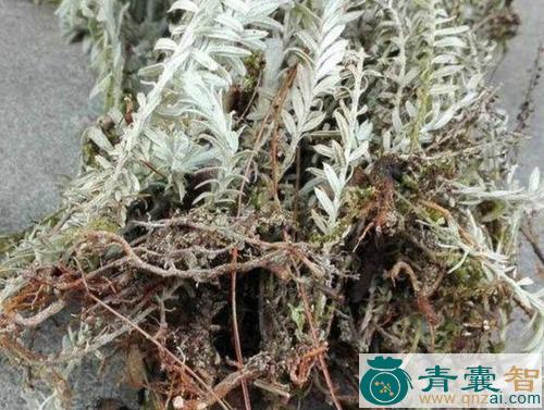 中药材白杉笠图片