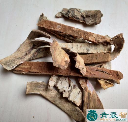 中药材白杨树皮图片