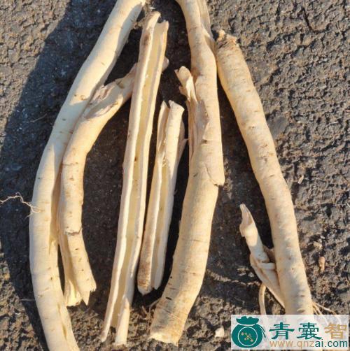 中药材白林皮图片