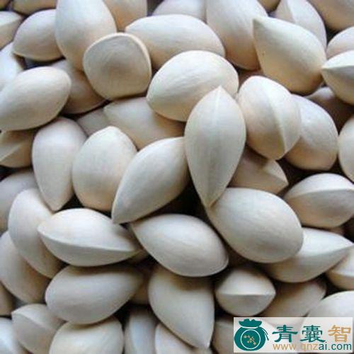 中药材白果图片