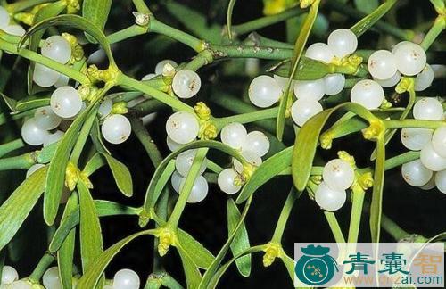中药材白果槲寄生图片