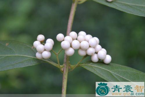 中药材白果紫草图片