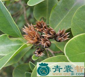 中药材白柴图片