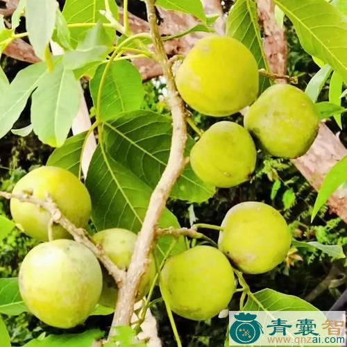 中药材白柿图片