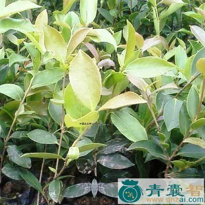 中药材白楠木图片