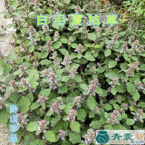 中药材白毛串图片