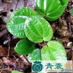 白毛虎舌毡的性味归经以及功效用法-青囊智
