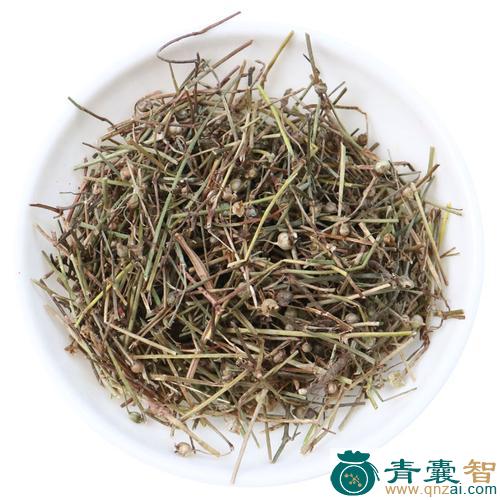 中药材白泡草图片