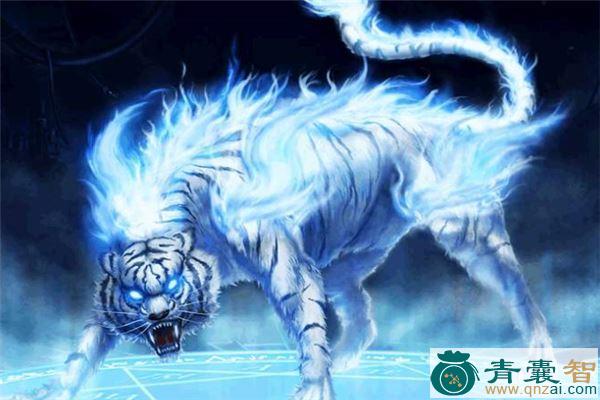 中药材白泽图片
