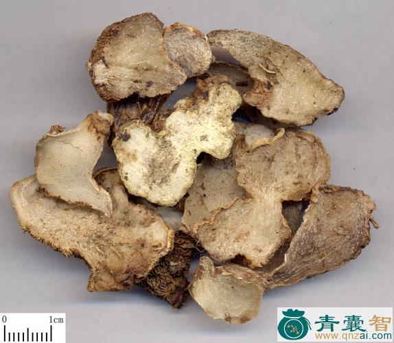 中药材白海蚆图片