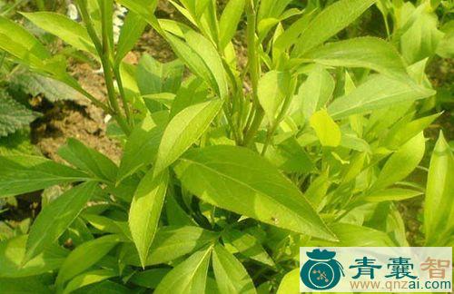 中药材白牛尾七图片