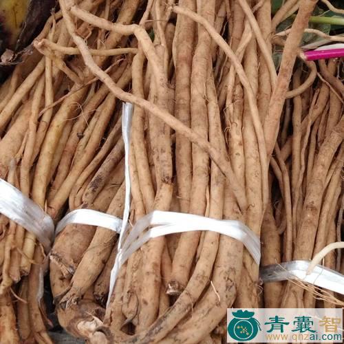 中药材白牛蒡根图片