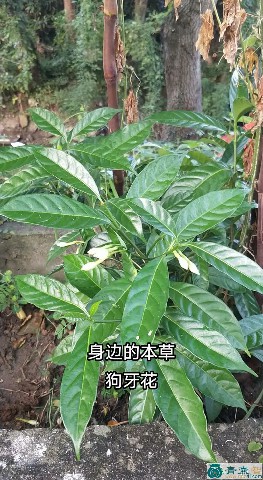 白狗牙的性味归经以及功效用法-青囊智