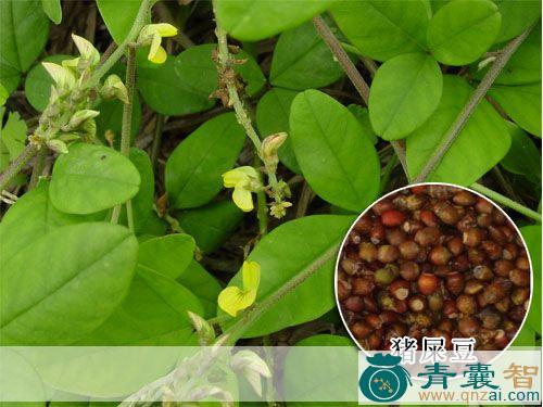 中药材白猪母络图片