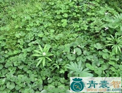 中药材白猪鼻孔图片