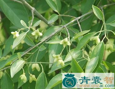 白皂树的性味归经以及功效用法和注意事项-青囊智
