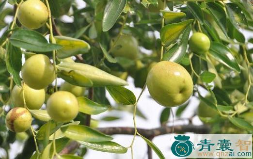中药材白石枣图片